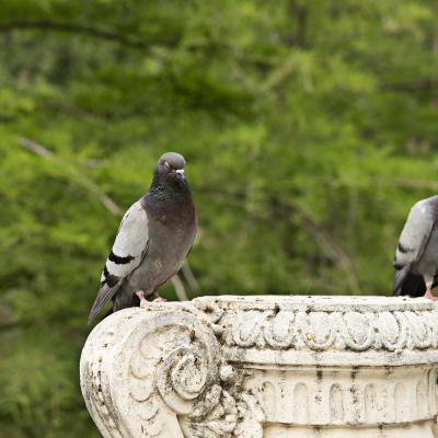  De ligoteo por el retiro