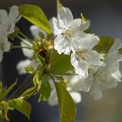 Con la flor de un cerezo