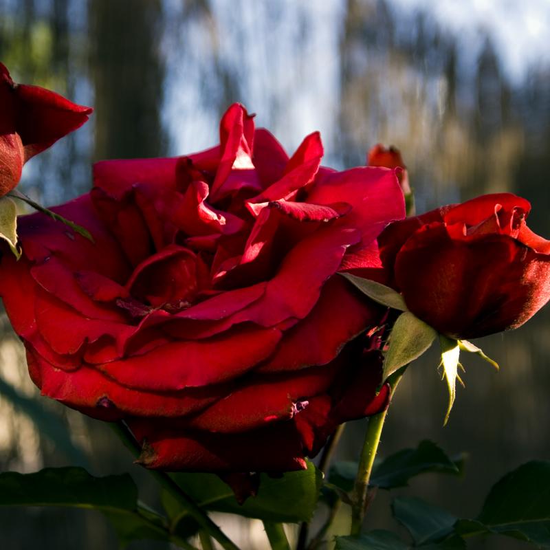 Flores y plantas - Insectos jardin