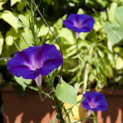 Flores y plantas - Insectos c-3012