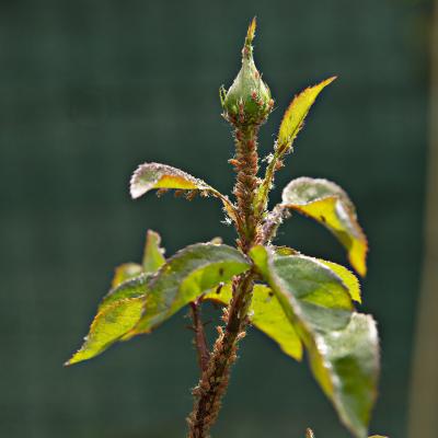 Flores y plantas - Insectos c02829