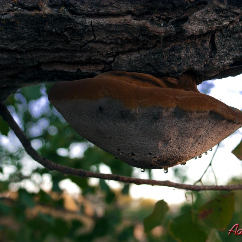 Flores y plantas - Insectos c04338
