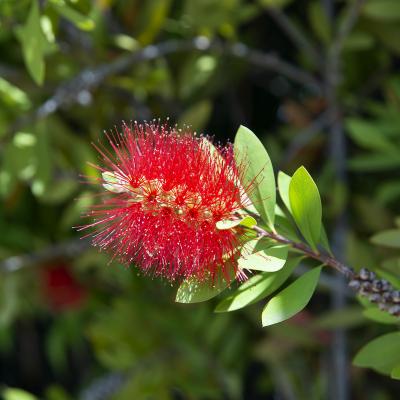 Flores y plantas - Insectos c07692