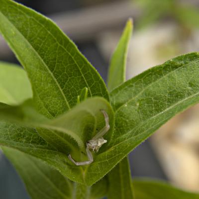 Flores y plantas - Insectos c02624