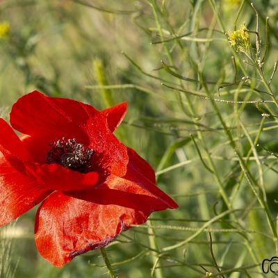 Flores y plantas - Insectos 805-10