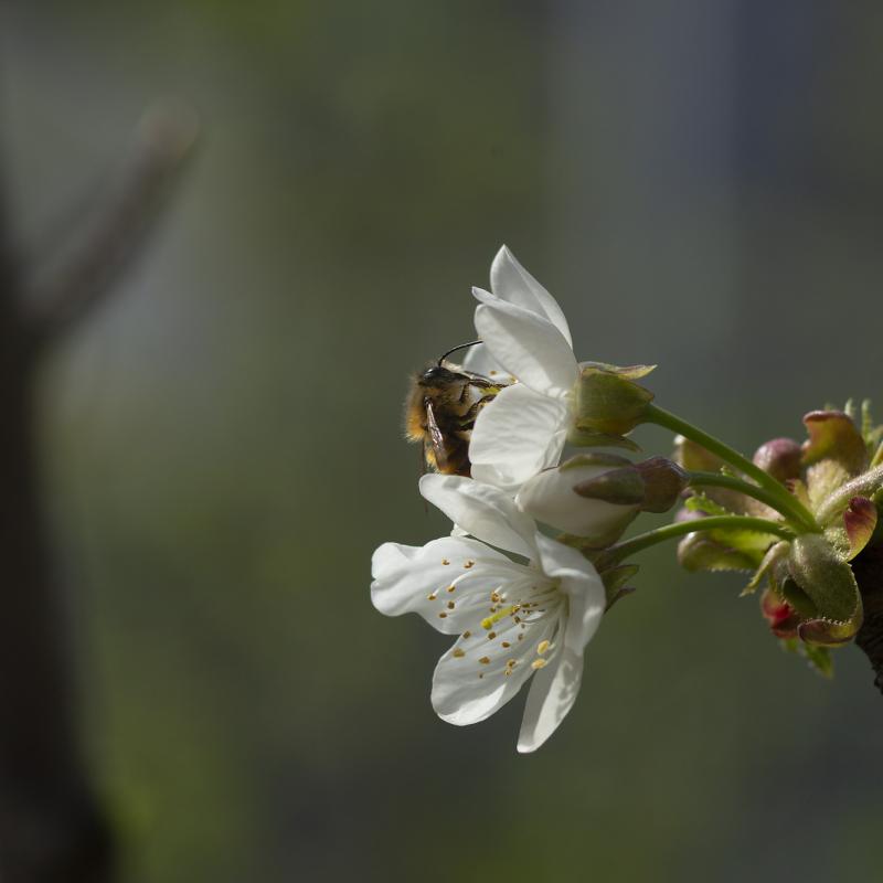 Flores y plantas - Insectos 03-002