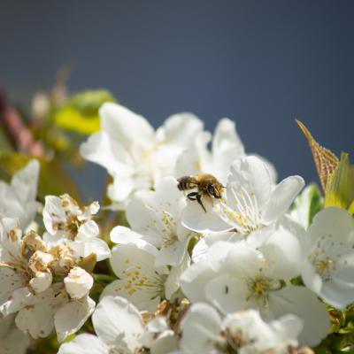 Flores y plantas - Insectos 03-030