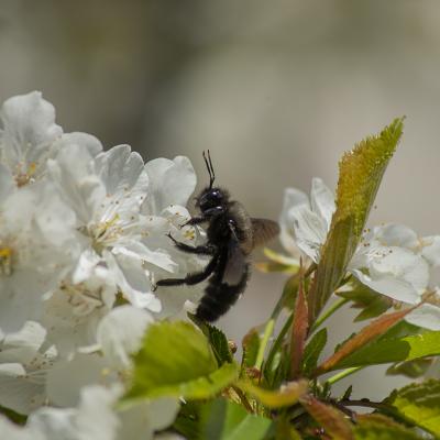 Flores y plantas - Insectos 03-037