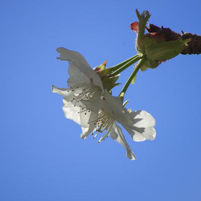 Flores y plantas - Insectos 03-052