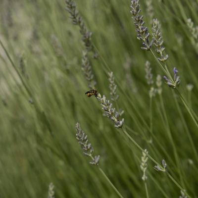 Flores y plantas - Insectos 06-031