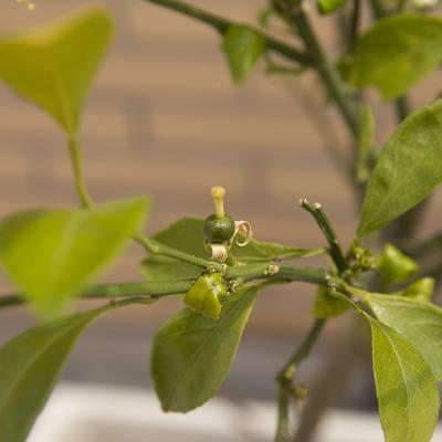 Flores y plantas - Insectos 06-036