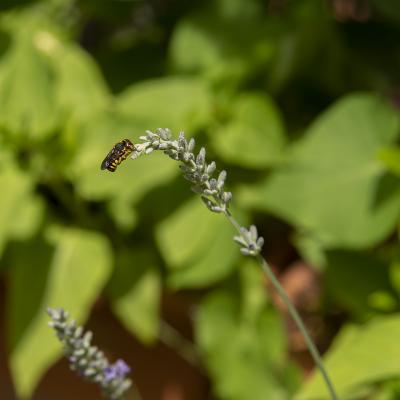 Flores y plantas - Insectos 06-039