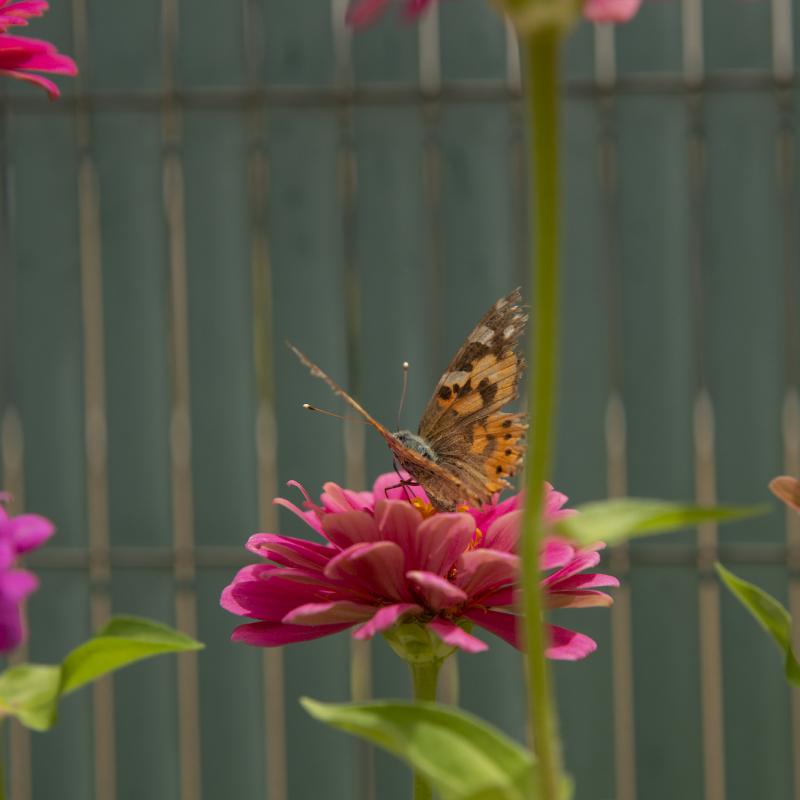 Flores y plantas - Insectos 30-026