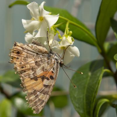 Flores y plantas - Insectos 30-031