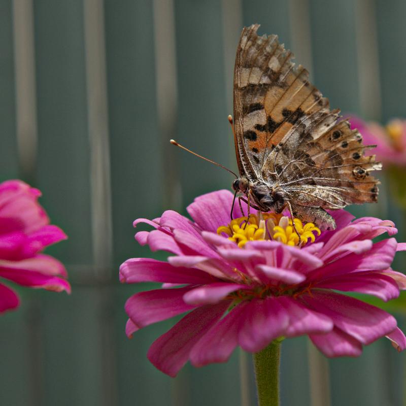 Flores y plantas - Insectos 30-032