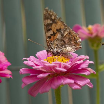 Flores y plantas - Insectos 30-033