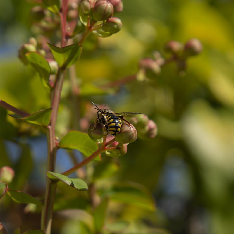 Flores y plantas - Insectos 29-004