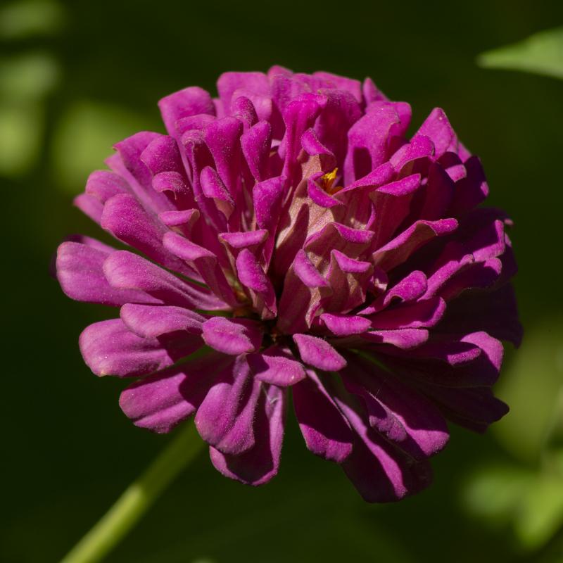 Flores y plantas - Insectos 15-038