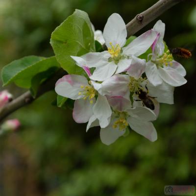 Flores y plantas - Insectos 06-006