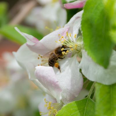 Flores y plantas - Insectos 06-018