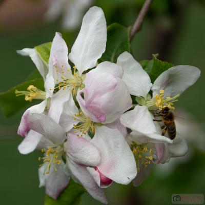 Flores y plantas - Insectos 06-038