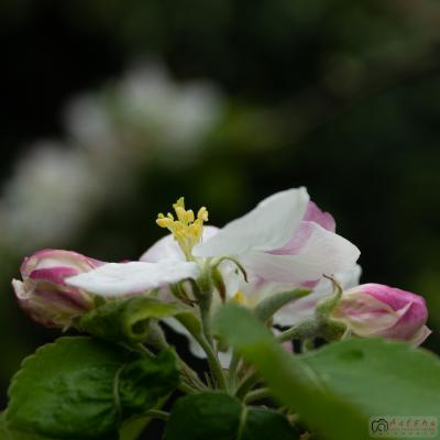 Flores y plantas - Insectos 06-045