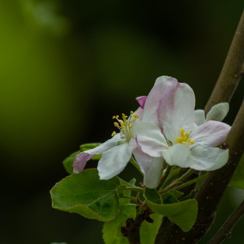 Flores y plantas - Insectos 06-071