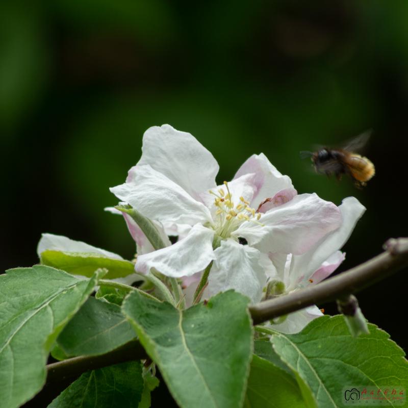 Flores y plantas - Insectos 06-107