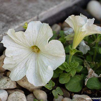 Flores y plantas - Insectos 03-004