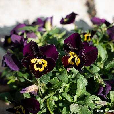 Flores y plantas - Insectos 03-006