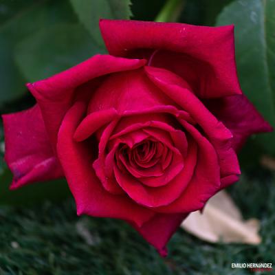 Flores y plantas - Insectos 06-006