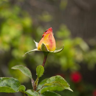 Flores y plantas - Insectos 10-001