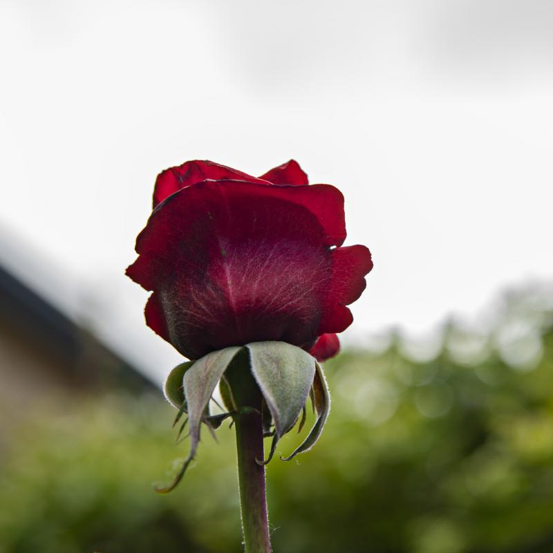 Flores y plantas - Insectos 10-002