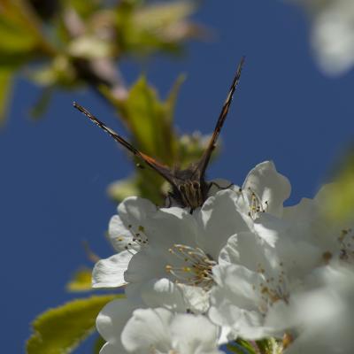Flores y plantas - Insectos sa2020