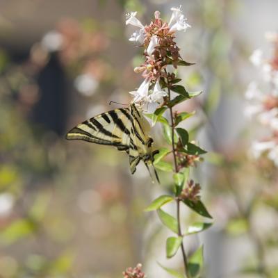 Flores y plantas - Insectos 817003