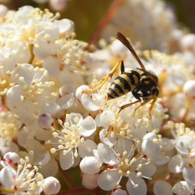 Flores y plantas - Insectos c02209