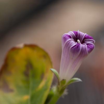 Flores y plantas - Insectos c04580