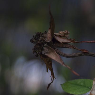  Forjada por el viento