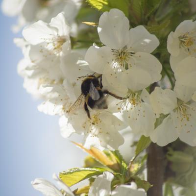 Una de flores e insectos