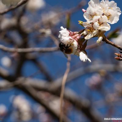 Una de flores y abejas.
