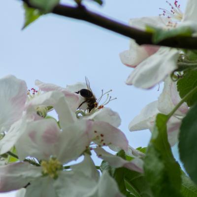 De flores e insectos