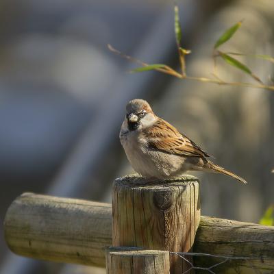 Fotografía AatEha te desea unas Felices Fiestas y un Feliz 2019.