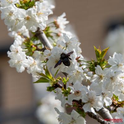 Otra de flores e insectos