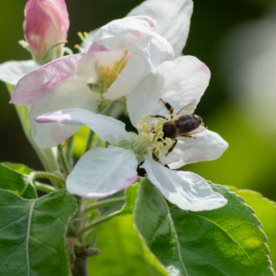 Manzano y abeja