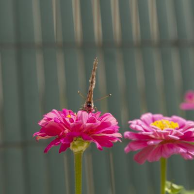 W Flores20190630 014