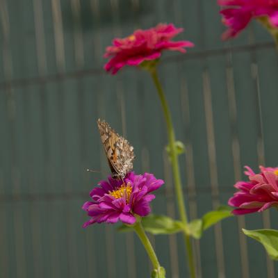 W Flores20190630 019