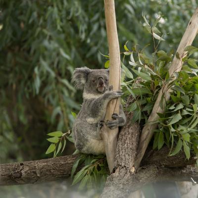  Koala