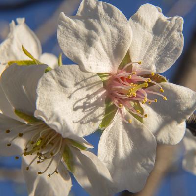  Primeras flores de almendro