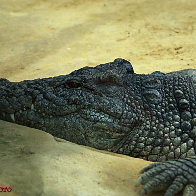 Cocodrilo en Faunia