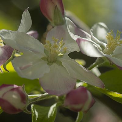  Primavera en cuarentena